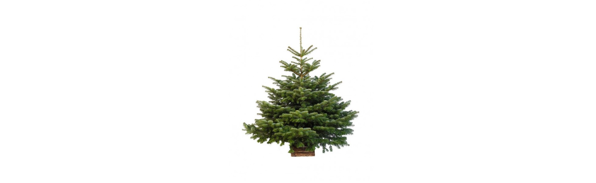 Sapin de Noël