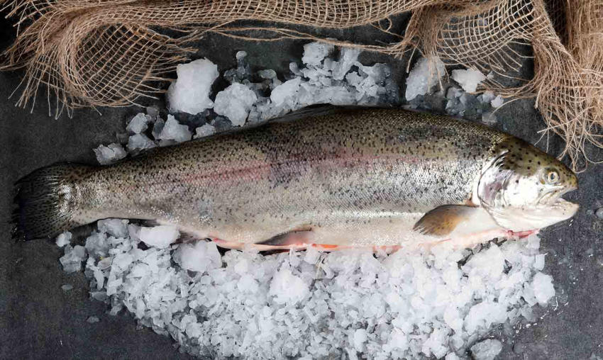  Grande TRUITE des Pyrénées de 1,5kg