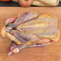 Pintade des Landes - plein air -  1,5 kg - Prêt à cuire