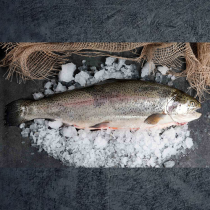 Très grande TRUITE des Pyrénées de 3 kg