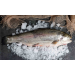  Grande TRUITE des Pyrénées de 1,5kg